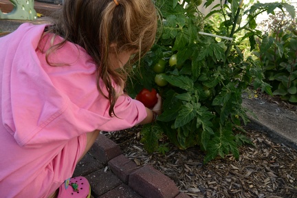 Grete picking the first tomato from the garden2